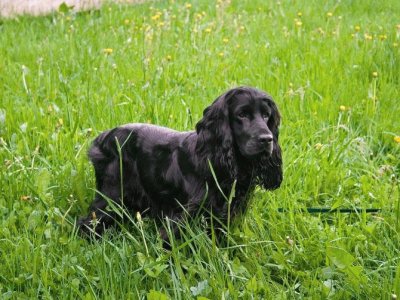 Field spaniel