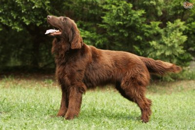 Flat coated retriever