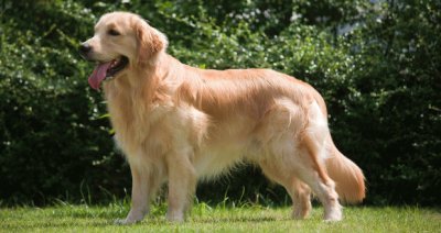 Golden retriever