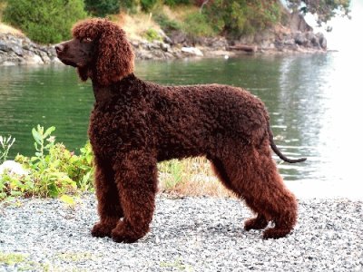 Irish water spaniel