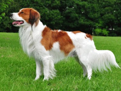 Kooikerhondje