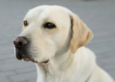 Labrador retriever