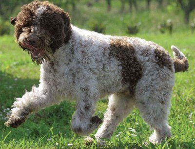 Lagotto romagnolo