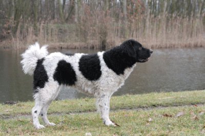 Spaniel olandese