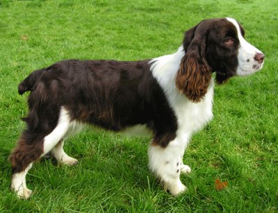 Springer spaniel inglese