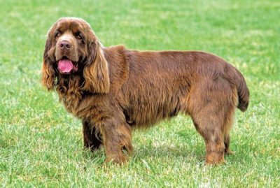 Sussex spaniel