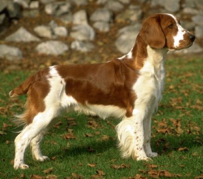 Welsh springer spaniel