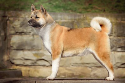 Akita americano