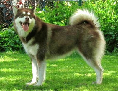 Alaskan malamute