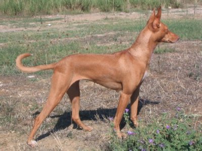 Cirneco dell 'etna