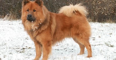 Eurasier