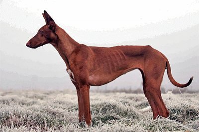 Podenco canario