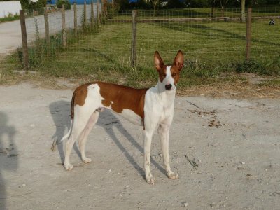 Podenco ibecenco