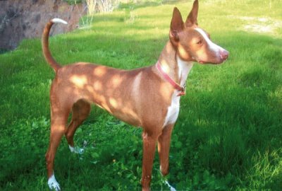 Podenco ibecenco a pelo corto