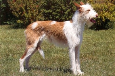 Podenco ibecenco a pelo duro