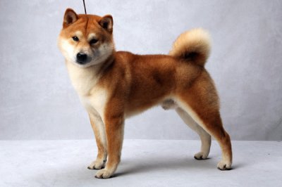 Shiba