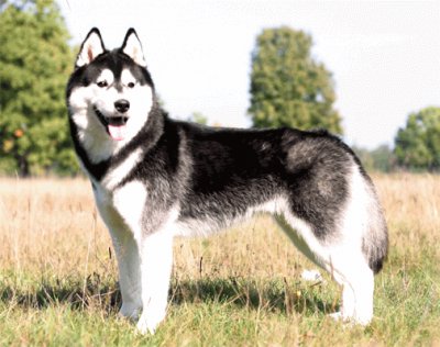 Siberian husky