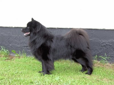 Svensk lapphund