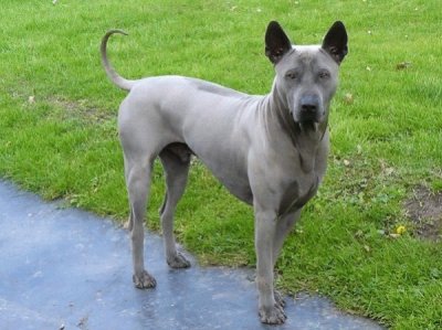 Thai ridgeback