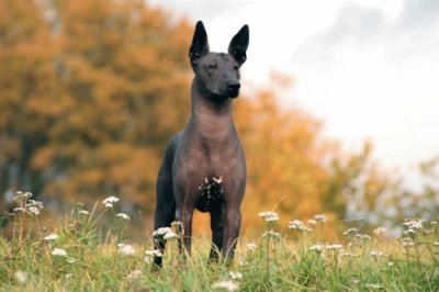 Xoloitzcuintle