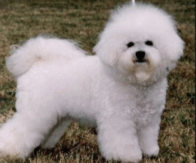 Bichon a poil frise