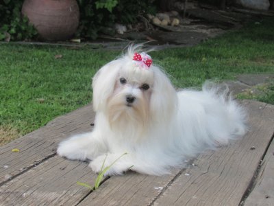 Bichon maltese