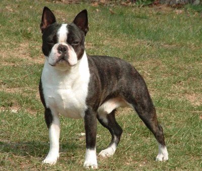 Boston terrier