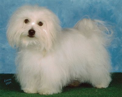 Coton de tulear