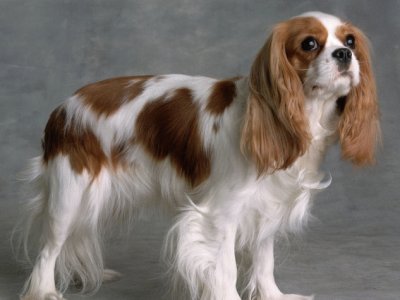 Cavalier king