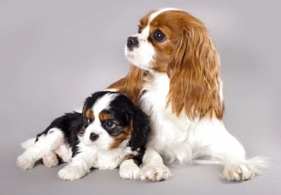 Cavalier king charles spaniel