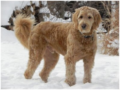 Goldendoodle