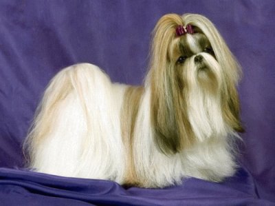 Lhasa apso