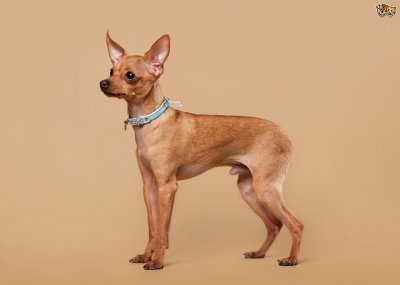 Russian toy terrier