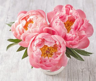 peonie