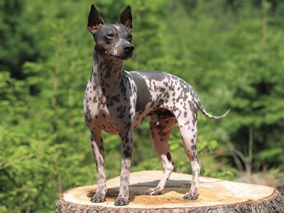 American Hairless terrier