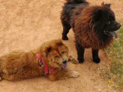 Dupla de chowchow