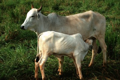 Vaca amamentando sua cria