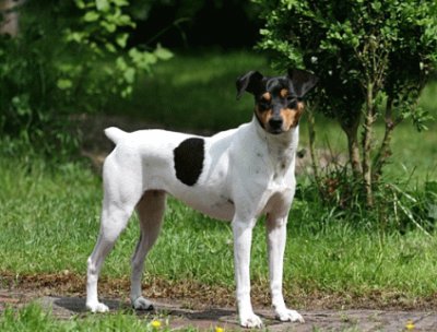 Ratonero bodeguero andaluz