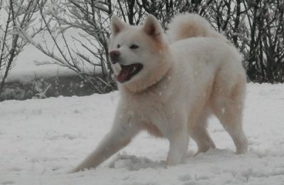 Akita inu