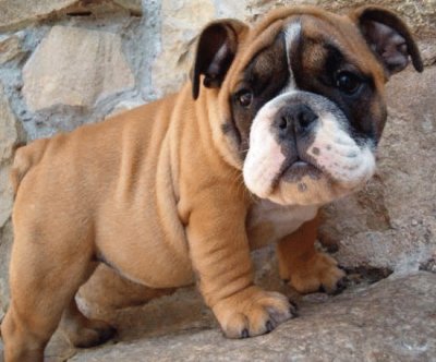 Bulldog  americano