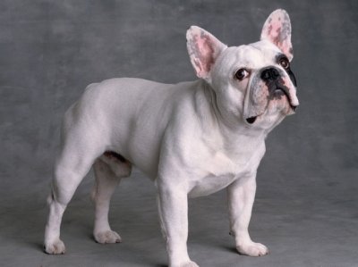 Bulldog francese