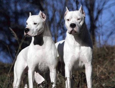 Dogo argentino