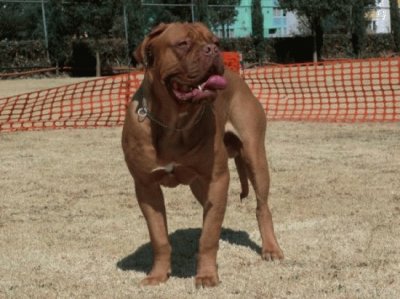 Dogue di bordeaux