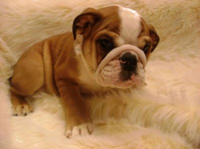 Bulldog inglese