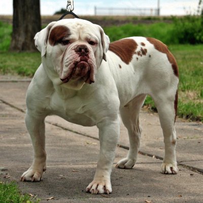 Old english bulldog