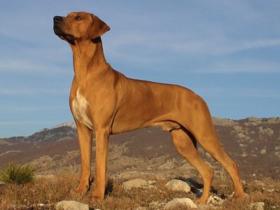 Rhodesian ridgeback