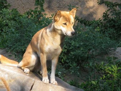 Canoro della nuova guinea