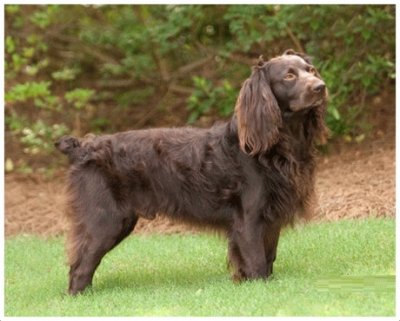 Boykin spaniel