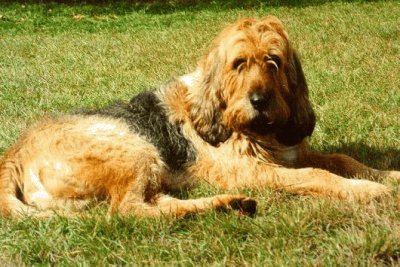 Otterhound