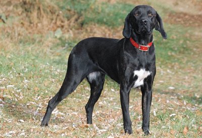 Plott hound